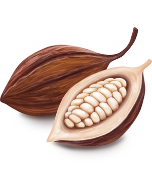 Cocoa Pod Showing Seeds