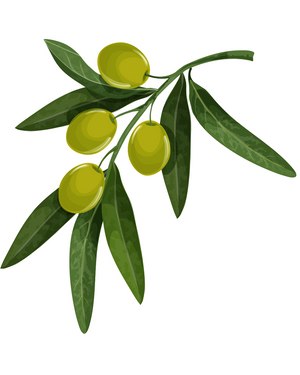 Olives on a branch