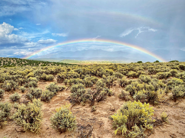 Discover the Magic of Big Sagebrush: The Fascinating Plant That Dominates Western Ecosystems