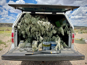 The Russian Olive: Invasive Tree, Herbal Ally, and Unexpected Gift