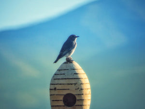 Bluebird Grace: A Story of Love, Loss, and Life on the Farm