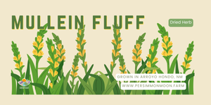 Dried Mullein Fluff